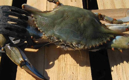 Crabbing in St Michaels Maryland Things to do in St Michaels Maryland